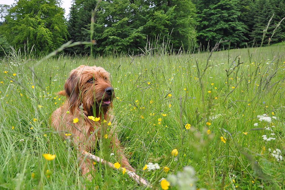Urlaub mit Hund am Rennsteig / Thüringer Wald & Frankenwald